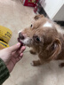 HELLOJOY狗狗零食风干肉枣肠火腿肠幼犬成犬训练奖励 鸭肉香肠360g 实拍图
