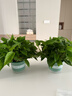 双盟绿萝盆栽除甲醛花卉绿植办公室新房净化空气180加仑2盆装源头直发 实拍图