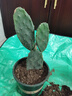 可嫁接食用仙人掌盆栽绿植花卉多肉墨西哥米邦塔植物盆栽室内 仙人掌3片叶子（带根） 晒单实拍图