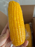 佳农 东北水果玉米甜玉米棒10袋*220g 真空包装 开袋即食  源头直发 实拍图