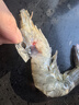 虾有虾途国产青岛大虾白虾青虾基围虾鲜虾冷冻生鲜虾类鲜活特大海捕整箱装 17-20厘米超大号 3.6斤(净重) 实拍图