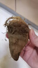 农多鲜云南小芋头新鲜现挖毛芋头香芋头应季蔬菜包邮产地直发 云南小芋头净重 5斤中果 实拍图