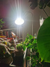 三思物补光灯仿太阳全光谱植物灯 室内植物生长灯多肉补光灯-10W 实拍图