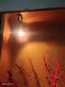 卤素灯灯杯mr16融蜡灯gu10灯泡插脚老式mr11射灯灯珠筒灯led12v 220V 35W(mr16大杯) 实拍图