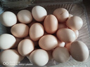 京鲜生 无抗保洁鲜鸡蛋30枚/盒 健康轻食 礼盒送礼 1.5kg/盒 源头直发 实拍图