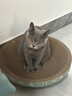 疯狂的主人猫抓板窝碗形大号猫抓盆不掉屑猫窝宠物猫玩具瓦楞纸猫爪板 实拍图