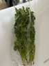 带根香菜100g 实拍图