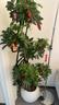 叹为观止大型植物发财树各种大颗盆栽开业乔迁客厅办公室内好养大型花卉 造型鸭脚木【1.5-1.7米】 含盆 实拍图