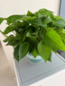 双盟绿萝盆栽除甲醛花卉绿植办公室新房净化空气180加仑2盆装源头直发 实拍图