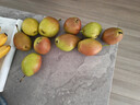 京鲜生 河北酥润香梨 净重4.5斤 单果120g+ 生鲜水果 源头直发 实拍图