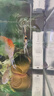 森森鱼缸过滤器三合一内置小型水族箱过滤系统增氧泵XQP-1000F 15W 实拍图