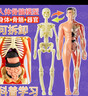 爸爸妈妈人体解剖器官内脏构造结构模型身体部分认知学生男女孩儿童玩具 实拍图