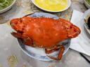 【活蟹】掌昕鲜三门青蟹 公母对蟹（8-9两/只）4只 生鲜活螃蟹海鲜水产送礼盒源头直发 实拍图