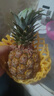 正宗海南金钻凤梨新鲜水果当季树上熟芒果凤梨【催熟食用】 1粒装单果500g-650g【7成熟，催熟再吃】 实拍图