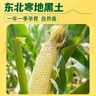 十月稻田 白糯玉米 4.16斤(260g*8根) 低脂早餐 东北玉米 杂粮粗粮 实拍图
