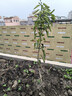 CHUANGSHIJI沙糖桔树苗南方北方种植橘子树苗柑桔果树果苗嫁接砂糖地栽盆栽 3年苗 (当年结果 死苗包补) 81cm(含)-110cm(含) 实拍图