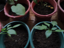 花美诺营养土养花专用通用型种菜盆栽土壤种植土种花花土多肉土肥料家用 正牌配方营养土10斤(养根促花） 实拍图