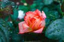 Canon佳能r50入门级微单反 半画幅数码相机 4k高清美颜小巧便携套机 R50单机身白+RF50 F1.8小痰盂 【人像首选】 官方标配【京东仓发货 快至次日达~】 实拍图