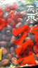 新边界（new boundaries）【新疆红枣】灰枣500g蜜饯果干红枣枣子办公室零食特产煲汤煮粥 实拍图
