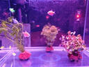 疯狂水草（FKSC）真水草鱼缸造景套餐净化水质懒人鱼缸水草植物直接入缸蜈蚣草 【火山石】水草入门组合3棵 实拍图