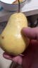 亨迅烟台太婆梨山东梨子啤梨香蕉梨大头梨茄梨软梨新鲜水果生鲜 5斤精选装（净重4.5斤） 香甜软糯|核心产区直发|放软后吃 实拍图