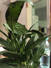 【热销款】白掌一帆风顺盆栽水培植物室内花绿植红掌发财树吸甲醛 【店主推荐】特级白掌6-8株带花+早安盆+营养液 实拍图