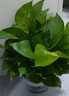 双盟绿萝盆栽除甲醛花卉绿植办公室新房净化空气180加仑4盆装源头直发 实拍图
