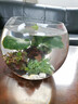 易萌 桌面鱼缸 金鱼缸 玻璃花盆水培 养花养鱼玻璃 球形圆形鱼缸25cm 实拍图