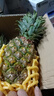 海南金钻凤梨新鲜10斤正宗菠萝整箱新鲜水果风梨当季香水菠萝特产 净重5~5.5斤 实拍图