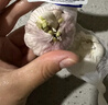 【产地直采】大蒜约200g 实拍图