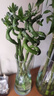 【带根富贵竹转运竹龙竹】招财水培植物客厅弯竹开运竹子盆栽花卉 50-55cm转运竹--8支送4灯笼 实拍图