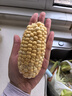 滇味十足（DIANWEISHIZU）水果玉米甜玉米云南金银双色新鲜甜嫩水果玉米棒鲜玉米茄果瓜 金银双色 净重2斤（约3-5根） 实拍图