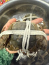 【活蟹】漁家师傅大闸蟹全母3.3-3.6两8只去绳足重鲜活螃蟹现货生鲜年货礼盒 源头直发 实拍图