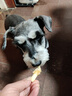 HELLOJOY狗狗零食磨牙棒比熊泰迪中小型犬磨牙洁齿 鸡肉绕奶棒100g 实拍图