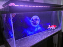 森森超白鱼缸水族箱客厅大型底滤专业龙鱼缸智能生态懒人鱼缸 经典黑 专业款 长151x宽61x高163cm（5代水槽） 实拍图