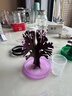 大眼小娃魔法圣诞树开花2棵结晶纸树神奇浇水手工DIY玩具男女孩新年礼物 实拍图