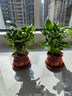 【八方来财】发财树鸭脚木盆栽四季常青桌面防辐射花卉盆景 八方来财20厘米4颗【發陶瓷盆】 送肥料 实拍图