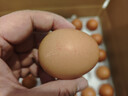 德青源柴垛儿鲜鸡蛋30枚2.58斤 无抗生素 营养早餐 家庭礼盒装 实拍图