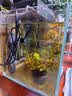 森森鱼缸水族箱加热棒自动恒温防爆缸加温棒小型鱼缸加热器 200W石英更省电带保护套（21.5cm长）带数显 实拍图