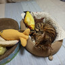 憨憨乐园猫玩具鱼猫薄荷逗猫猫抱枕草鱼幼猫宠物仿真猫咪鱼玩具非电动HD 实拍图