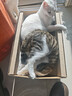 pidan猫抓板 纸盒款 瓦楞纸猫窝耐磨猫玩具 实拍图
