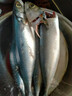 东海野生青占鱼新鲜海捕速冻鲐鲅鱼青花鱼深海海鲜水产马鲛鱼海鱼 野生海捕青占鱼3-4条一斤 1斤 试吃款 净重无冰 实拍图