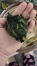 赶海弟 海带苗250g 盐渍新鲜嫩苗 海带芽丝结 凉拌菜 火锅食材 海鲜干货 实拍图