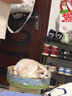 弗列加特猫罐头猫主食罐头猫零食98%高含肉量PMR生骨肉 成猫幼猫罐头通用 【生骨肉】混合口味95g*30罐 实拍图