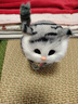 亦趣仿真猫玩偶会叫小猫咪毛绒玩具摆件可爱猫咪公仔儿童生日新年礼物 青花会叫猫咪+铃铛 实拍图