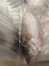 鲜活冲浪河鲈鱼400-500g/条 实拍图