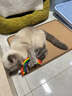 福摩（Fromm）无谷全家禽猎鸟配方猫粮 4磅(1.81kg)  适口性佳 实拍图