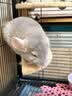 大英博物馆巴斯特系列萌猫抱福披肩送女生 实拍图