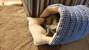 贝初众猫窝保暖冬季半封闭式狗窝小型犬可拆洗猫屋大号四季通用猫窝猫床 风铃蓝 中号【建议16斤内】 加倍填充不塌陷|四季通用 实拍图