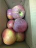正宗山东红富士苹果丑苹果新鲜水果当季脆甜冰糖心苹果嘎啦果 带箱2斤55mm+ 实拍图